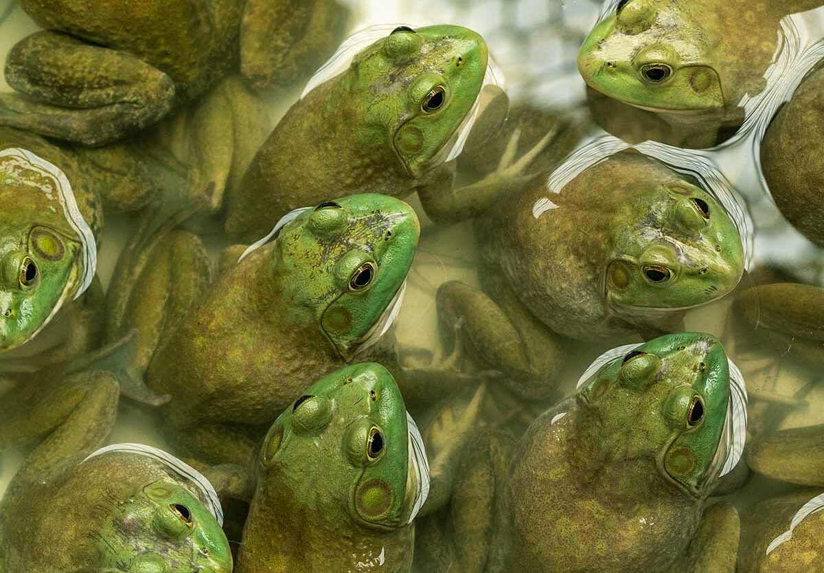 American Frog Day - October 21, 2025 - National Today intended for October 21st National Day 2025