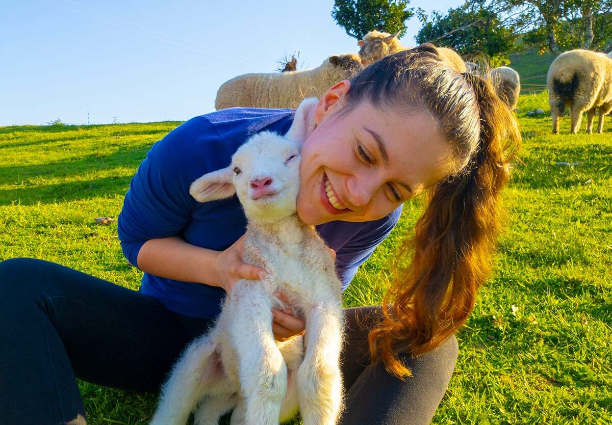 Hug A Sheep Day - October 25, 2025 - National Today regarding October 25 National Day 2025