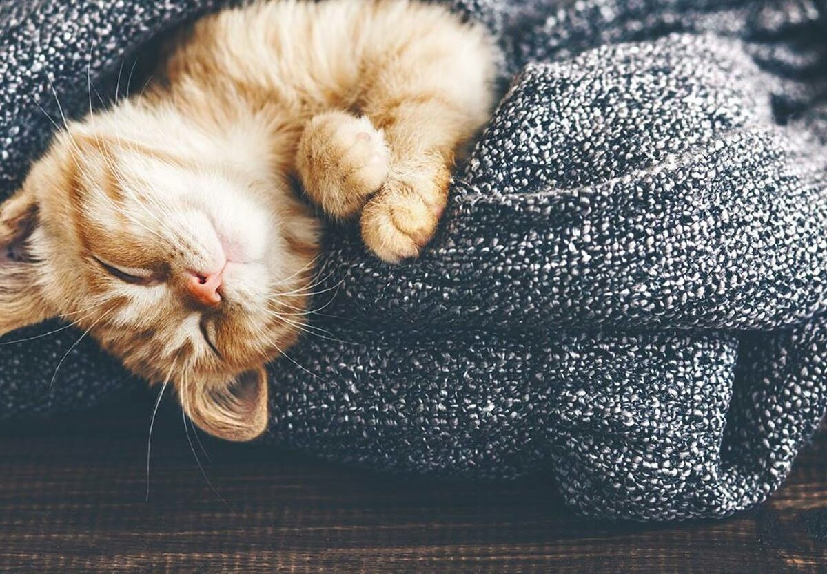 National Cat Day — Everything You Need To Celebrate National Cat Day in October 29 Is National What Day 2025