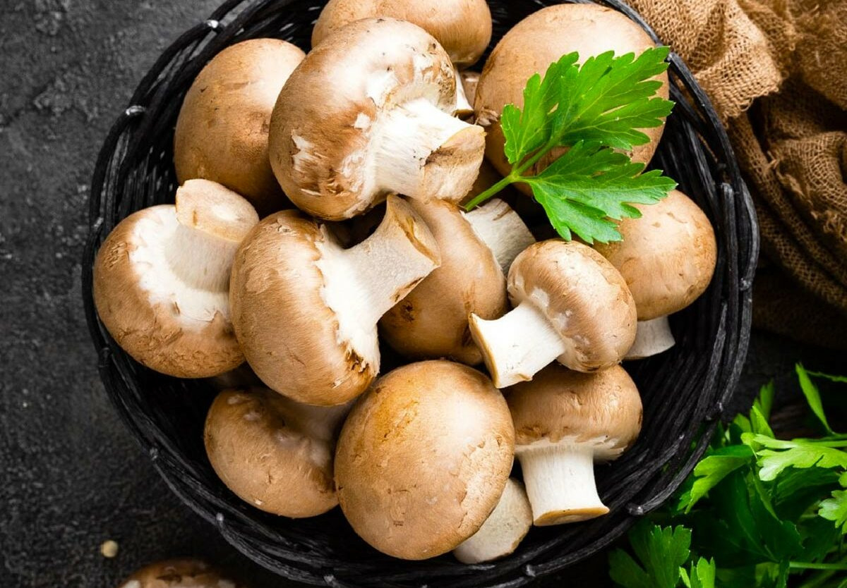National Mushroom Day - October 15, 2025 - National Today for What National Day Is October 15 2025