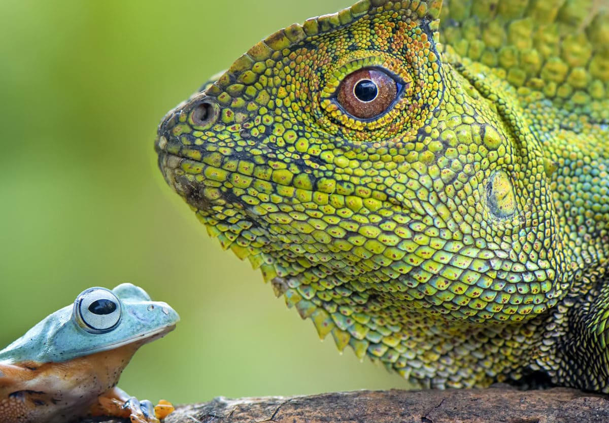 National Reptile Day - October 21, 2025 - National Today intended for October 21 National Day 2025