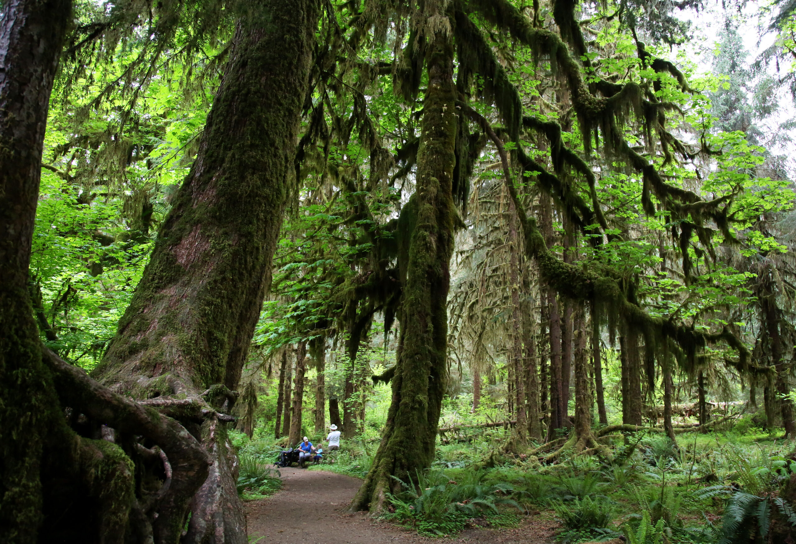Olympic National Park Is A Perfect Fall Getaway, Especially If You in Olympic National Park in October 2025