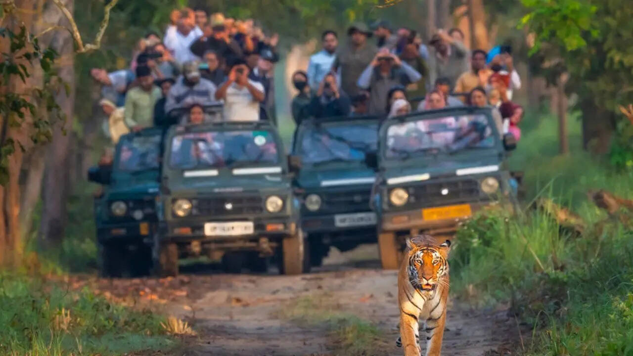 Safari Days Ahead: These National Parks Will Reopen For Tourists within National Parks To Visit in October 2025