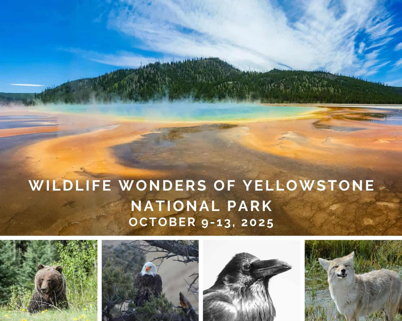 Wildlife Safari: Explore Yellowstone&amp;#039;S Fall Wonders with Yellowstone National Park In October 2025