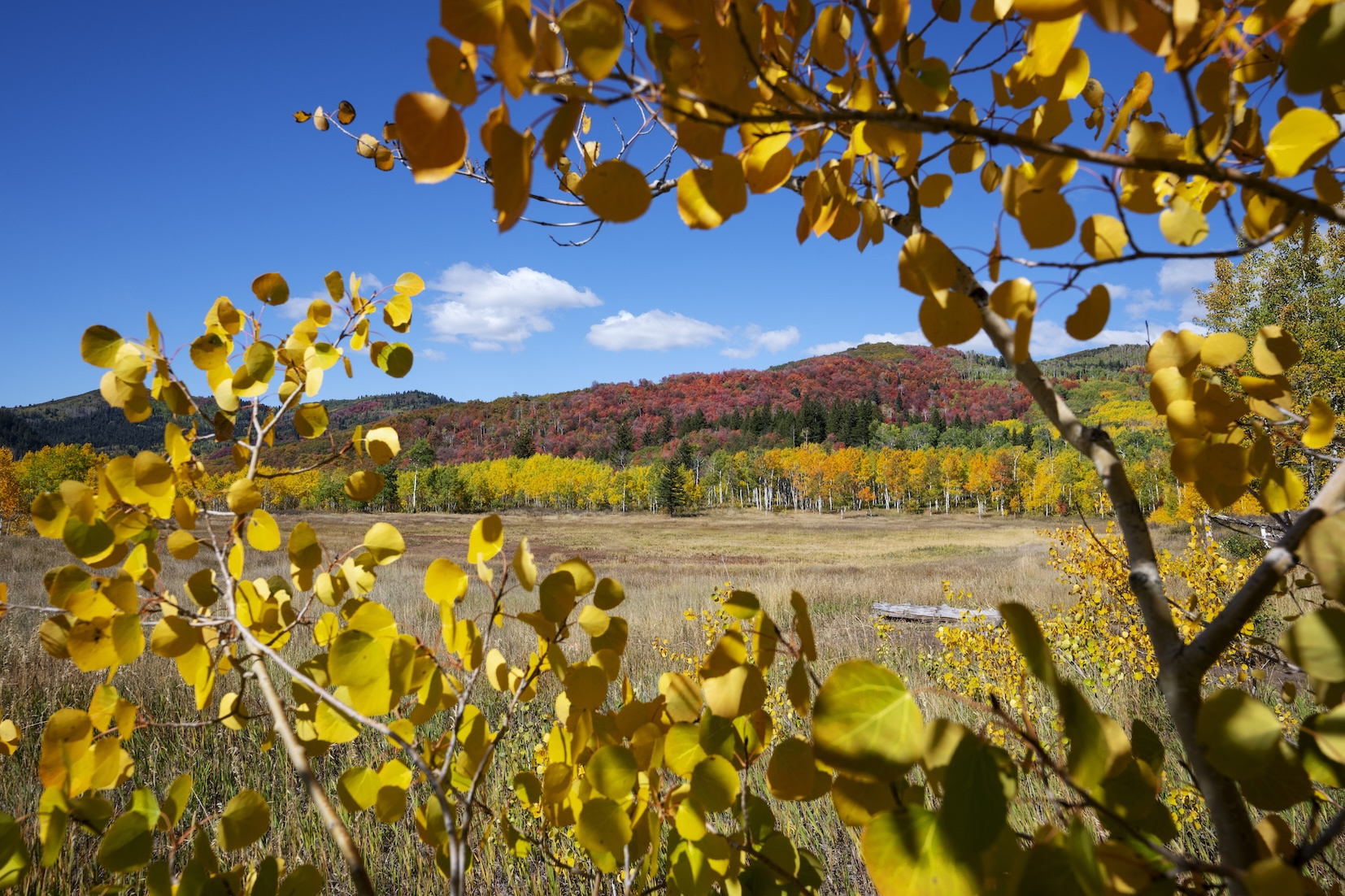 Zion National Park Fall Foliage 2025: Best Colors, Trails &amp;amp; Tips in Zion National Park in October 2025