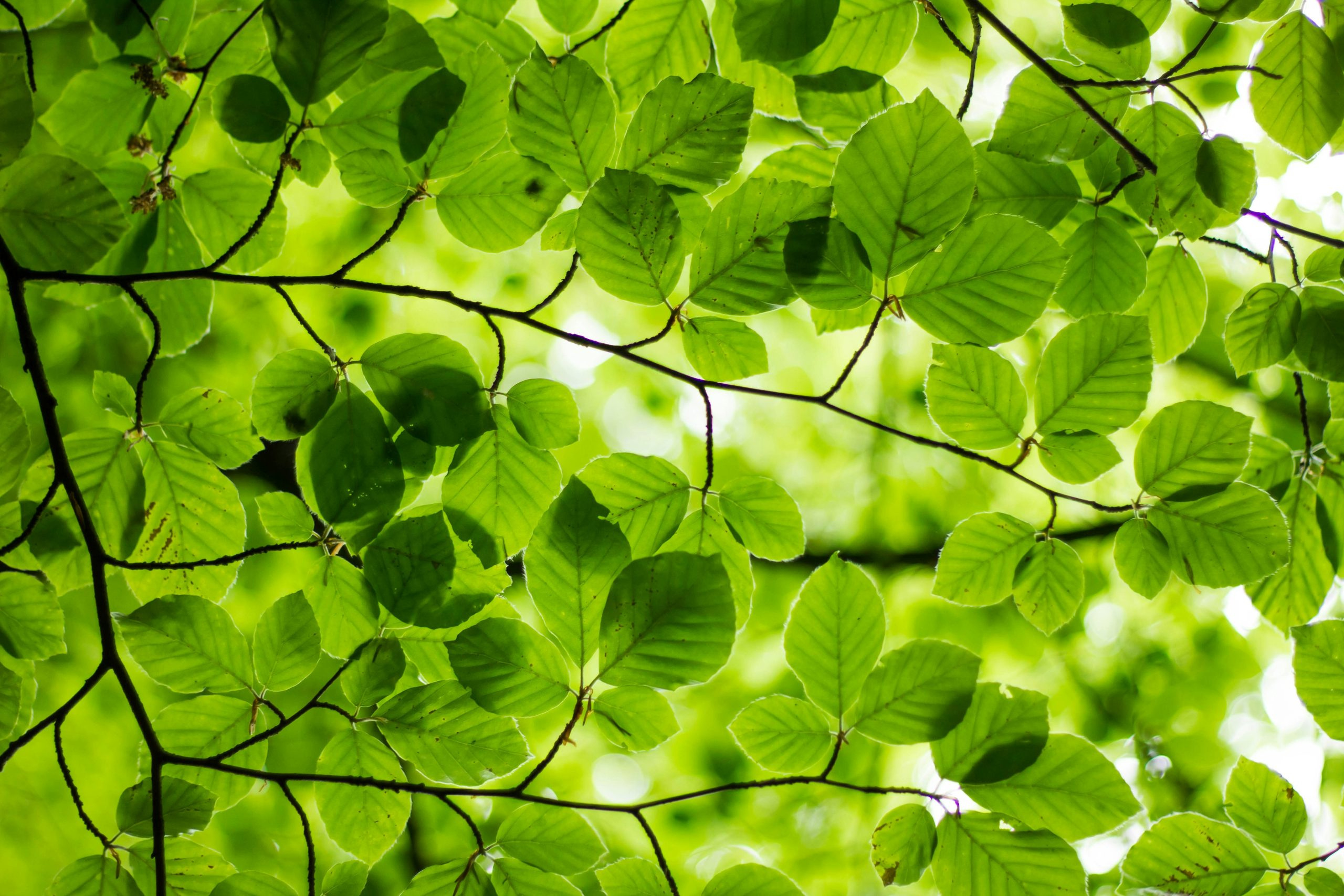 29 - 30 Nov: National Tree Week - Eureka! Science + Discovery with regard to National Tree Week November 2025