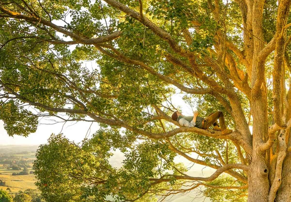 National Tree Week - November 27 - December 5, 2025 - National Today in National Tree Week November 2025